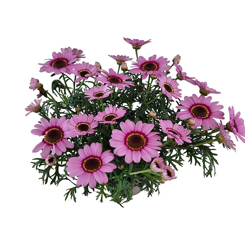 Marguerite kleurde G. Daisy