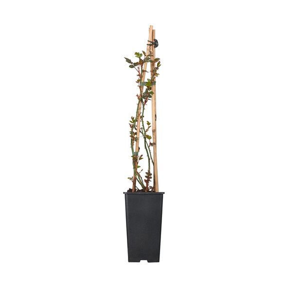 Set de 3 piese cu trandafiri cățărători și clematite