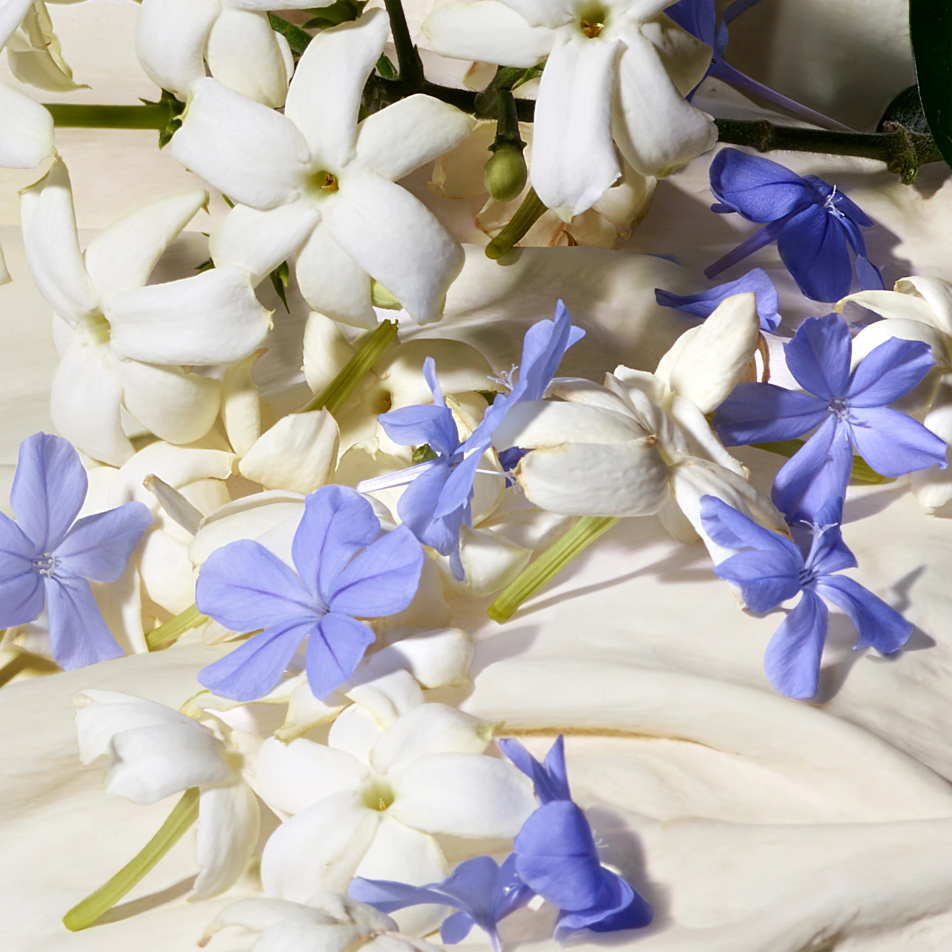 Dolce Blue Jasmine EDT 50 ml - Dolce & Gabbana