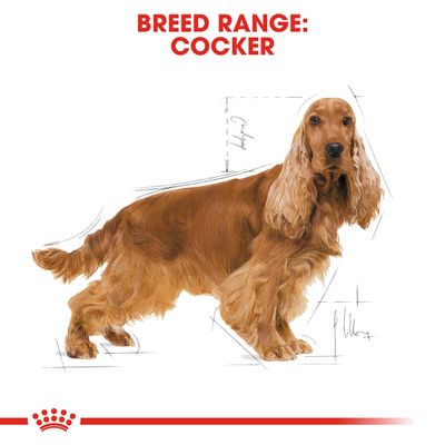 Royal Canin Cocker Spaniel Adulto