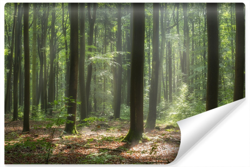 Fototapeta Wschód Słońca Pośród Drzew We Mgle 90x60cm