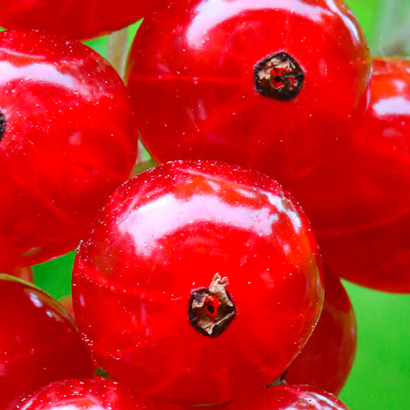 Beeren-Mix Vitaminkracher, set de 3 piese