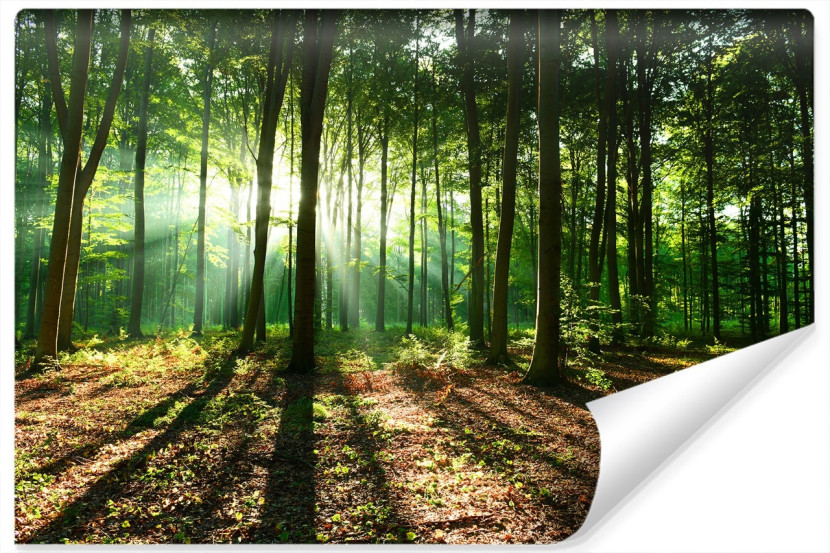 Fototapeta LAS W Promieniach Słońca Natura 90x60cm