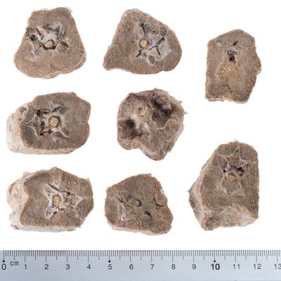 Wolf of Wilderness RAW Gefriergetrocknete Snacks