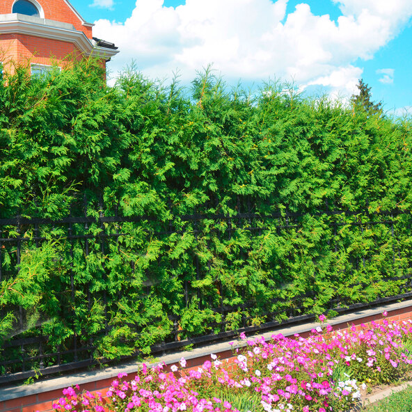 Thuja Brabant arborvitae φράκτης, 10 μ