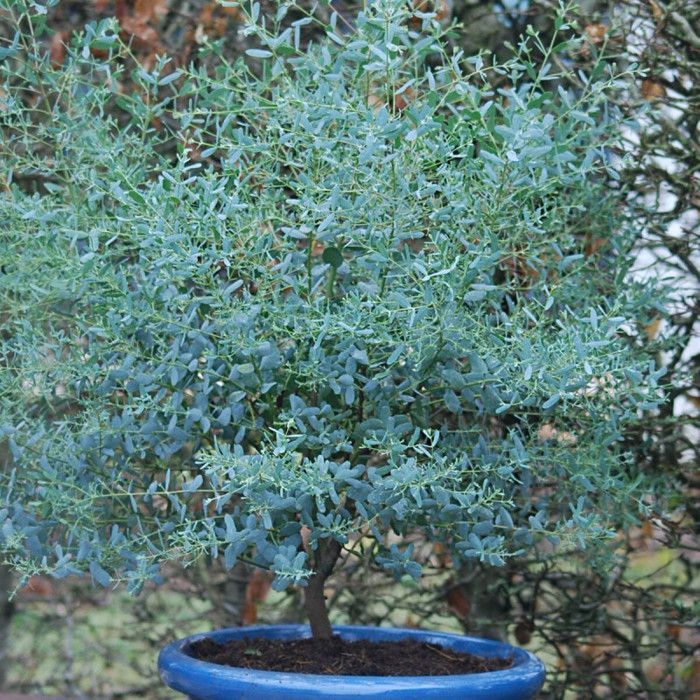 Eucalipto France Bleu® 'Rengun', goma de sidra