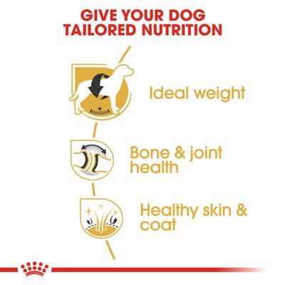 Royal Canin Labrador Retriever Adulto