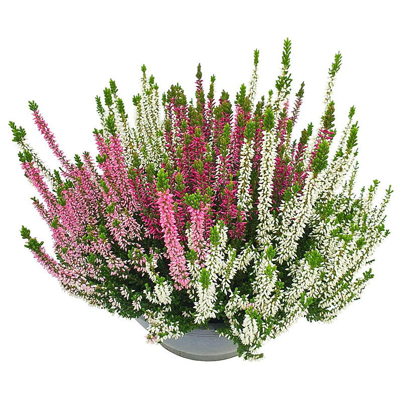Calluna tricolor en bol
