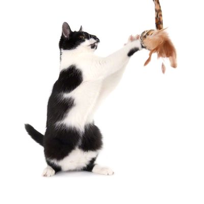 Leo Cat Dangler