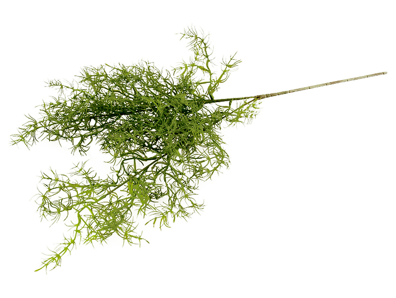 Gałązka Asparagusa 80 cm zielona