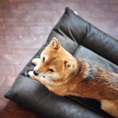 HUNTER Bologna hundeseng - svart