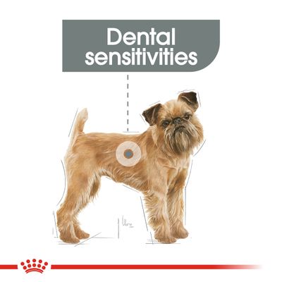 Royal Canin Mini Tannpleie