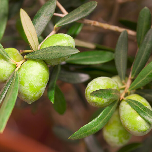 Όλιβενσταμ XXL Olea europaea