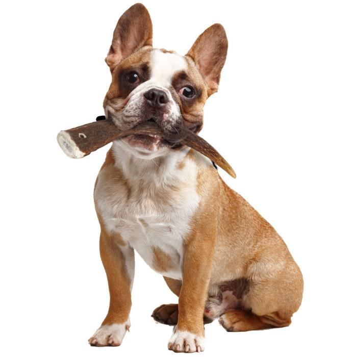 Hondensnack - ZOLUX - Natuurlijke kauwsnack van hertenhoorn - Hard - Voor honden onder 15 kg