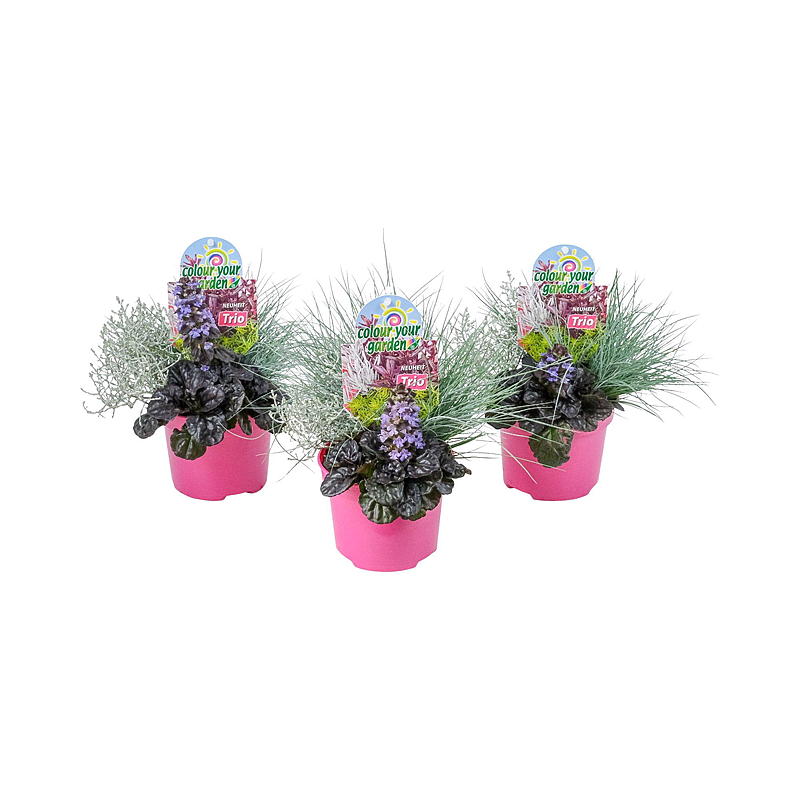 Gestalten Sie Ihren Garten bunter – P13 Trio