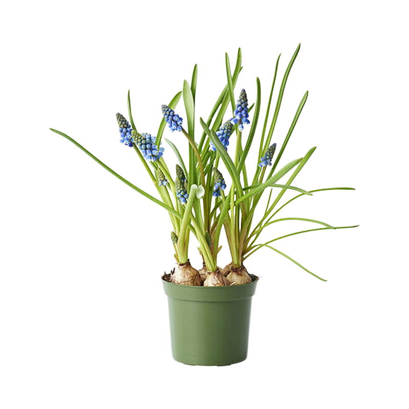 Fiore di perla P12, Muscari armeniacum