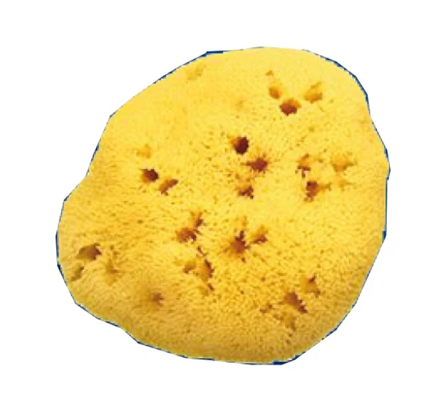 FARMACARE Nat käsnaaugud L 12/13Cm 9