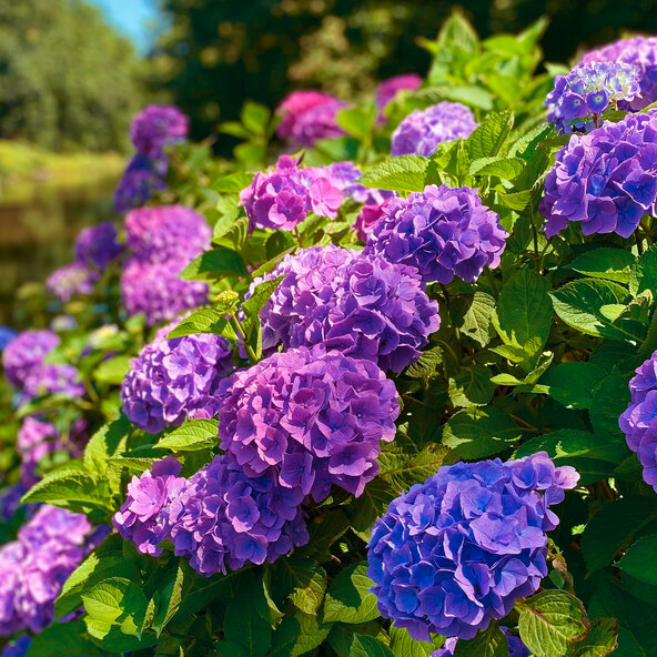Hortênsia roxa Bang