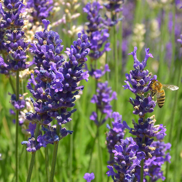 Lavendel „Trio Wolkenduft” Set de 3 bucăți