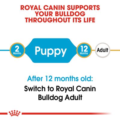 Royal Canin Bulldog Welpe