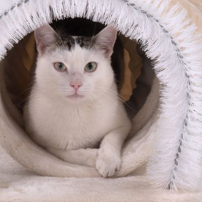 Tunnel per gatti 3 in 1