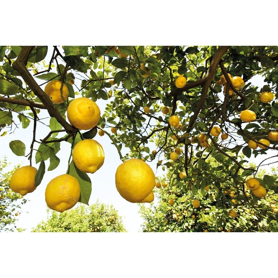 Weleda Citrusový krém na ruky a nechty - 50 ml