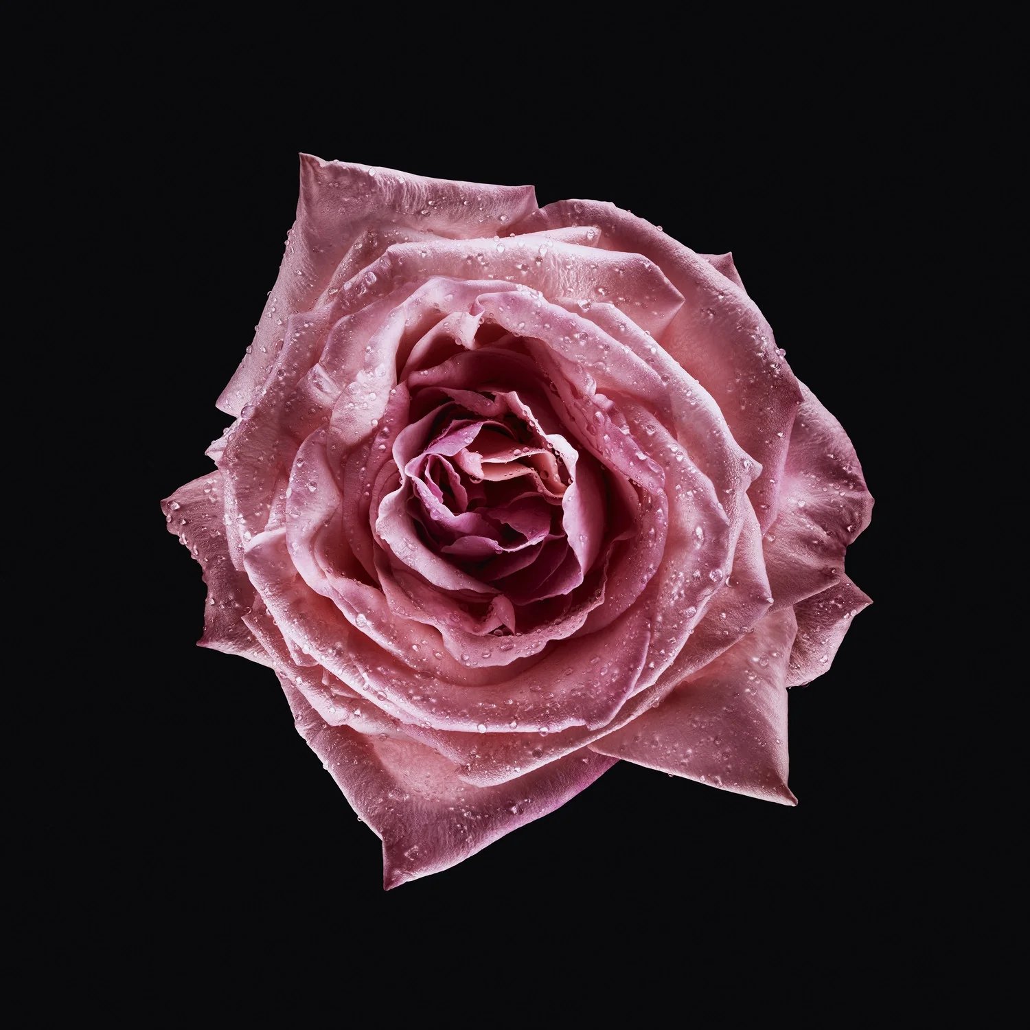 Armani Privé Les Eaux Rose Milano - Eau de Toilette, Eau de Toilette Unisex
