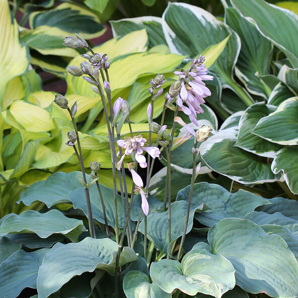 Hosta „Schattendenzauber” Set de 3