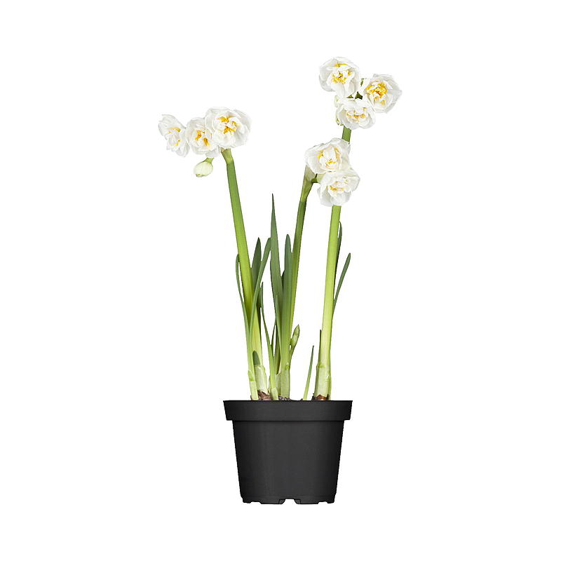 Doftande lilja P12, Narcissus brudkrona