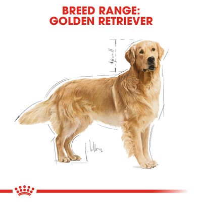 Royal Canin Golden Retriever Adulto