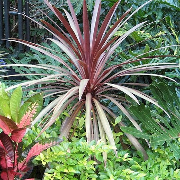 Cordyline sureña 