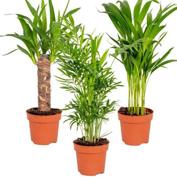 Ensemble de 3 palmiers tropicaux - Dypsis-Chamaedorea-Yucca - Facile d'entretien - D12 cm - H20-45 cm
