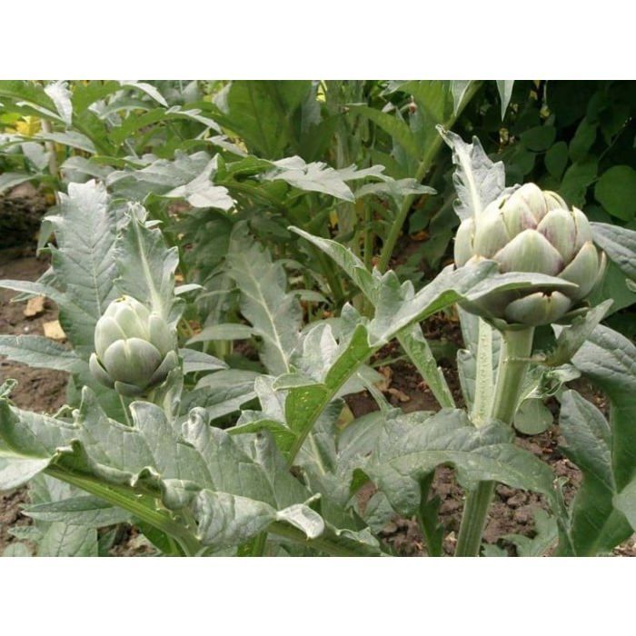 Graine - Semence - Artichaut gros vert de Laon