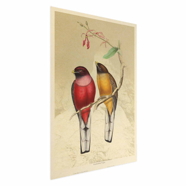 Plakat Ptaki na gałązce 40x60 cm