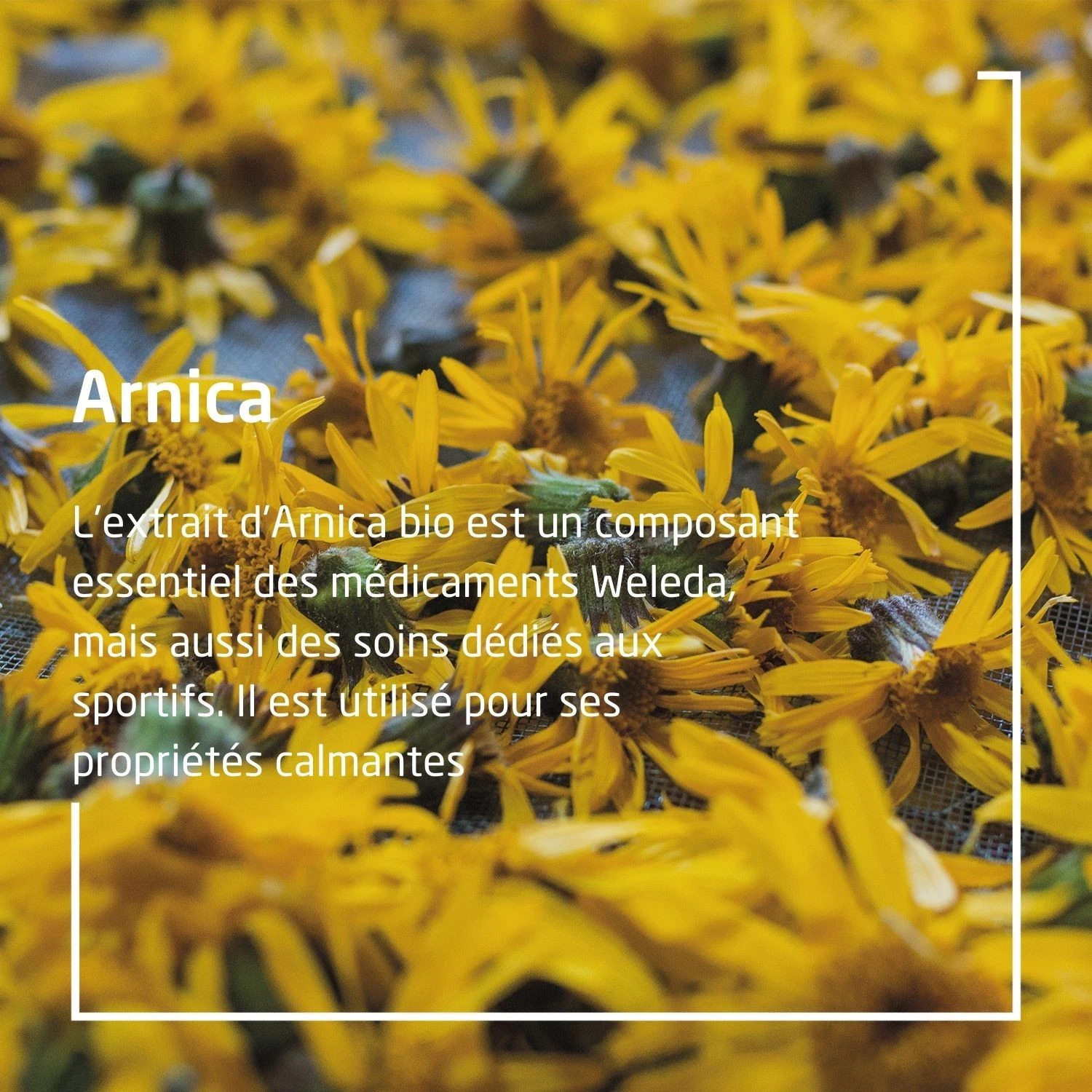 Weleda Sport à l'Arnica