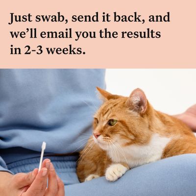 Wisdom Panel™ Teljes körű macska DNS-teszt