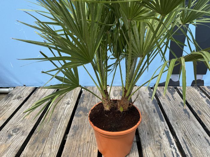 Palmier Européen en Éventail - Plant - Arbre à Feuillage Persistant - Palmier - 80 cm de Hauteur avec Pot - Arbre - Buisson