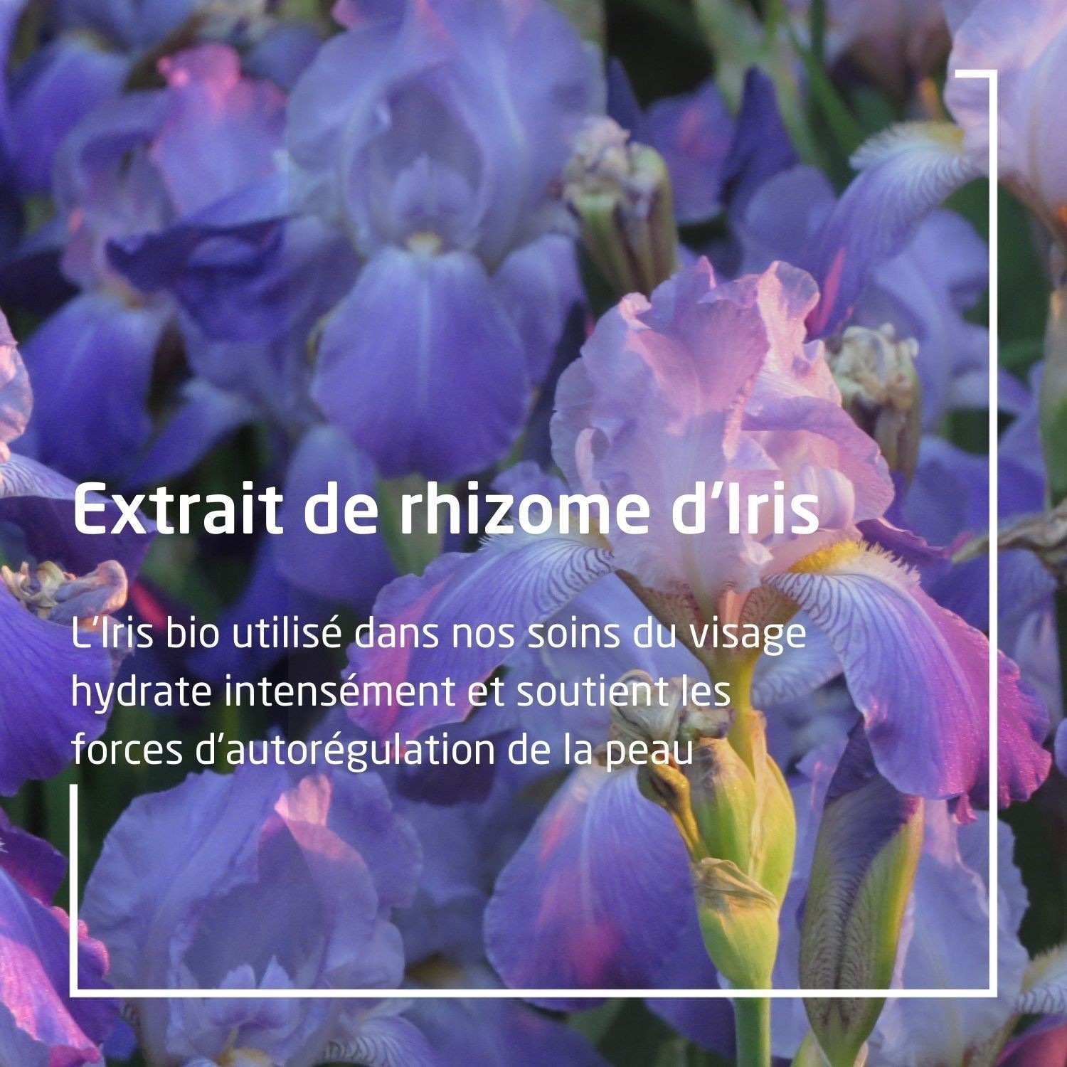 Weleda IRIS Crème de Nuit réconfortante - 30 ml