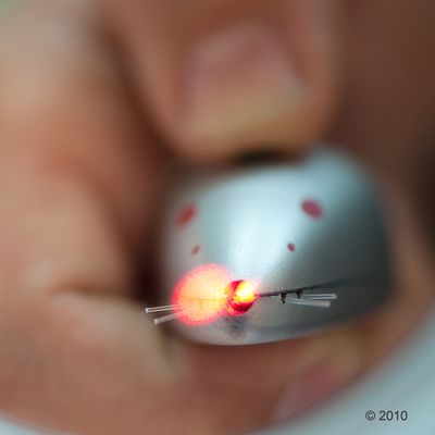 Trixie Fang den Laserpointer