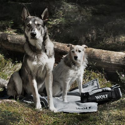 Cestovní deka pro psa Wolf of Wilderness