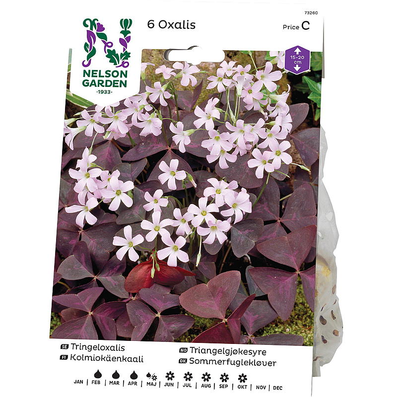 Nelson trädgård Oxalis triangularis