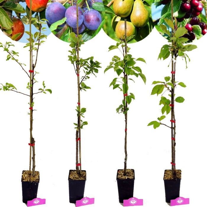 Árboles frutales: Manzano, peral, cerezo, ciruelo - maceta de 11 cm, 4 unidades