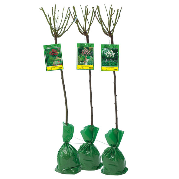 Roz pal XXL, set de 3