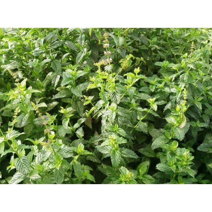 Graine - Semence - Menthe verte