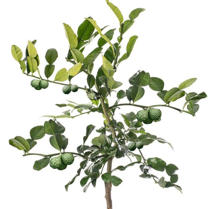Gran árbol de lima kaffir, cultiva tu propia fruta en casa, tanto en interiores como en exteriores.