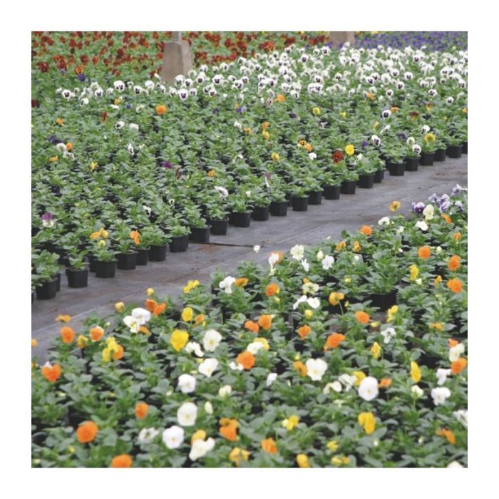 Terreau pour plantes vertes et fleurs Flori Horticole 70L, structure fine - Florivert NEG01644