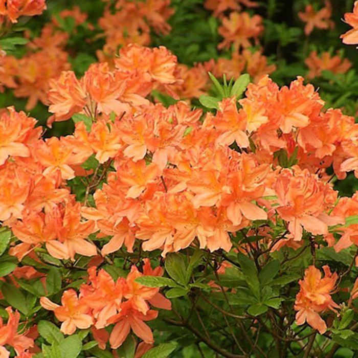 Azalea naranja GardenersDream (1 unidad) - Arbusto de rododendro japonés - Azalea japonesa perenne y resistente