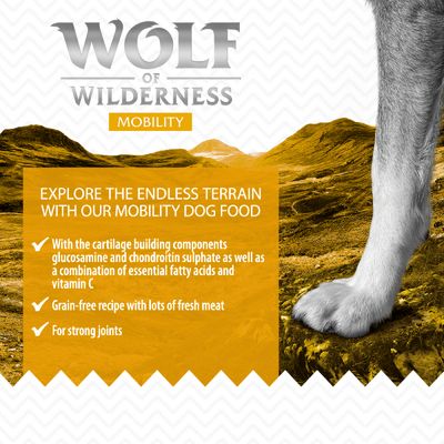 Wolf of Wilderness 