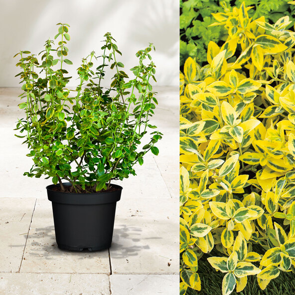 Ατρακτοειδές δέντρο Euonymus Fortunei, κίτρινο