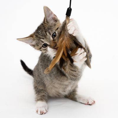 XXL 3-in-1 Katzen-Hängespielzeug